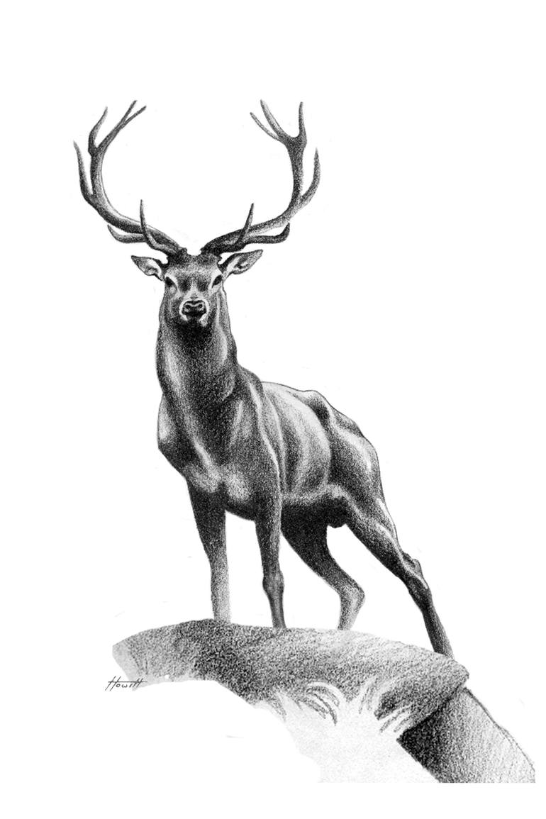 All Muscle Red Deer Stag Drawing by Patricia Howitt