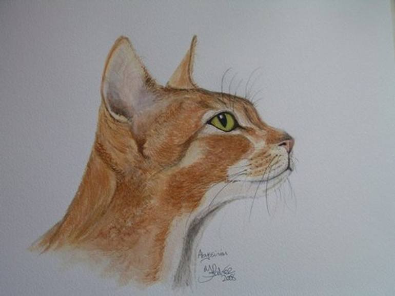 Download Abyssinian Cat Drawing - Cat and Dog Lovers