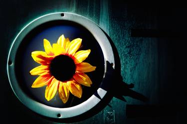 Saatchi Art Artist Peter Rodger; Photography, “Sunflower - Signed Limited Edition of 50” #art