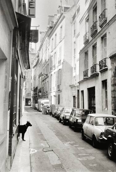 Saatchi Art Artist Peter Rodger; Photography, “Dog Paris - Signed Limited Edition of 50” #art