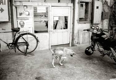 Saatchi Art Artist Peter Rodger; Photography, “Indian Dog - Signed Limited Edition of 50” #art