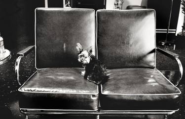 Saatchi Art Artist Peter Rodger; Photography, “Dog On Chair - Signed Limited Edition of 50” #art