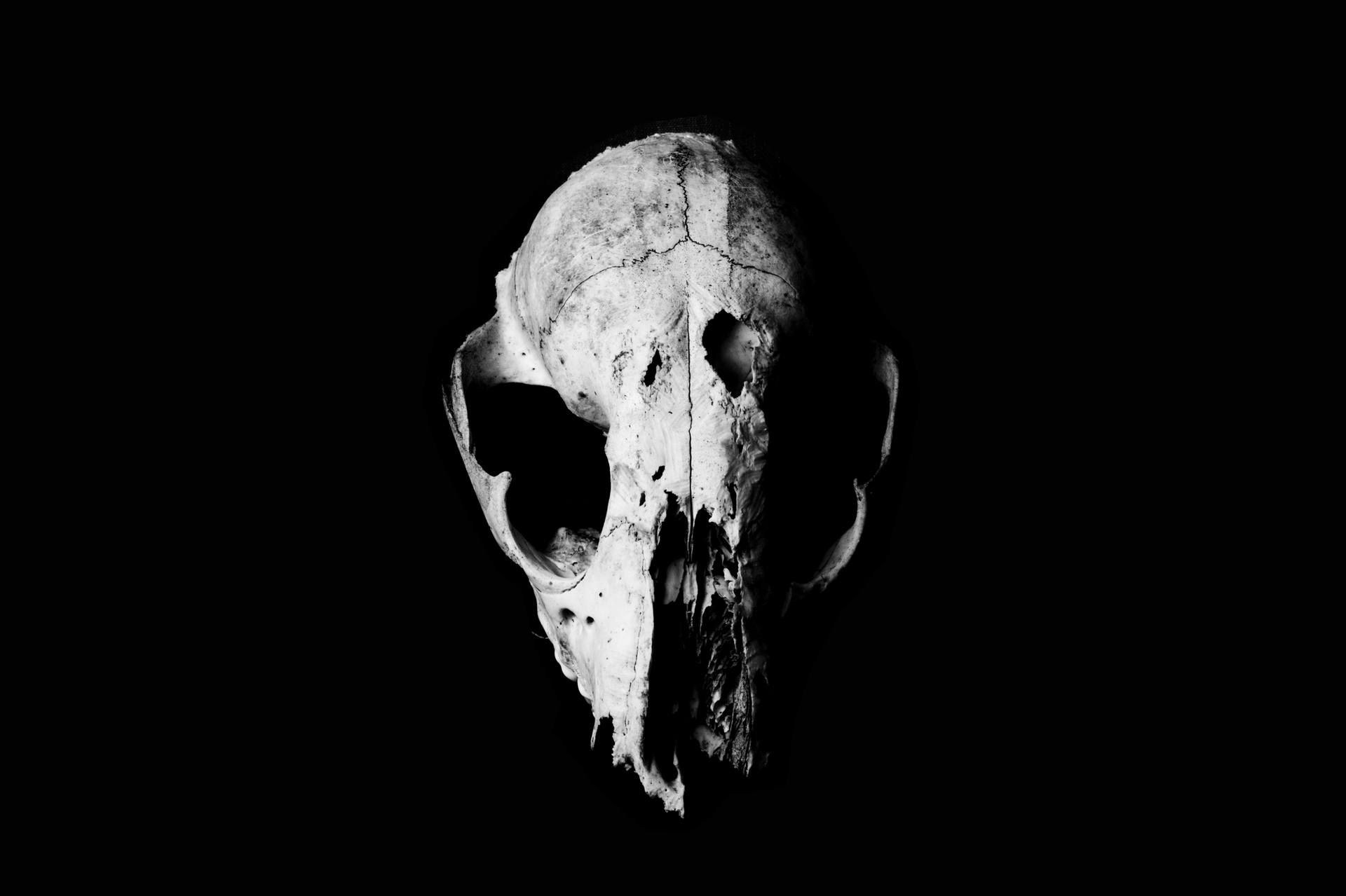 Nature and Death Raccoon Skull FIne Art  Black and White 