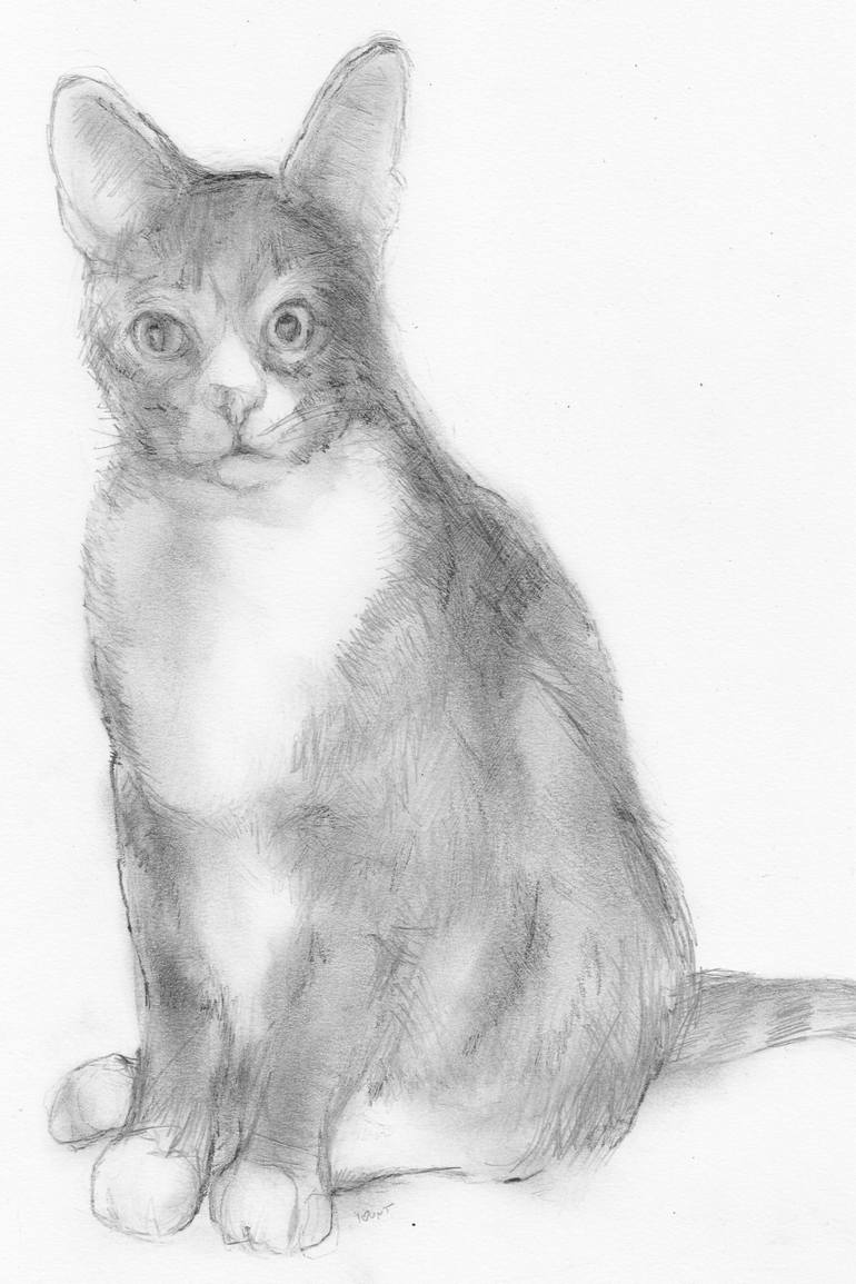 Cat Pencil Drawing Images - bestpencildrawing